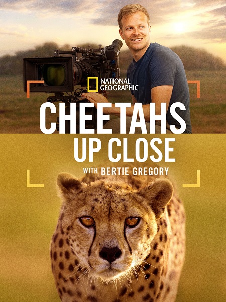 مشاهدة مشاهدة وتحميل فيلم Cheetahs Up Close with Bertie Gregory 2026 مترجم